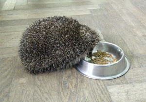 Spotkanie ze zwierzętami