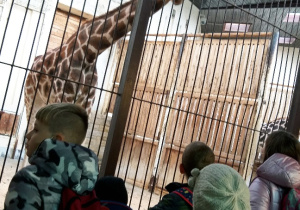 Uczniowie oglądają zwierzęta w ZOO.