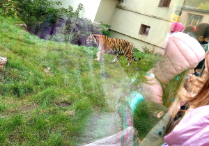 Uczniowie oglądają zwierzęta w ZOO.