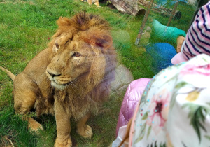 Uczniowie oglądają zwierzęta w ZOO.