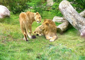 Uczniowie oglądają zwierzęta w ZOO.