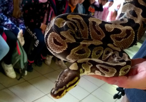 Uczniowie oglądają zwierzęta w ZOO.