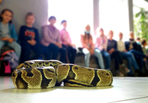 Uczniowie oglądają zwierzęta w ZOO.