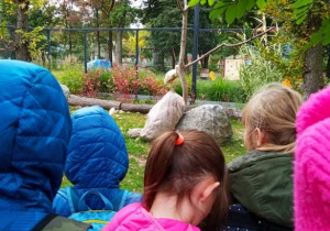 Uczniowie oglądają zwierzęta w ZOO.