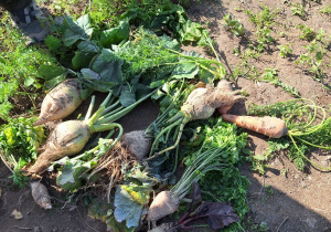Klasa 2a podczas wycieczki na Ranczo Artemidy_zapoznanie z warzywami uprawianymi w ogrodach i na polach.