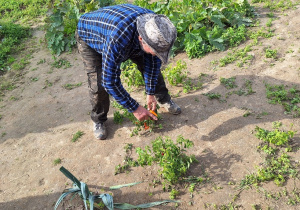 Klasa 2a podczas wycieczki na Ranczo Artemidy_zapoznanie z warzywami uprawianymi w ogrodzie i na polach.