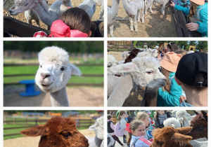 Żywa lekcja przyrody, czyli klasa 3a w Dobroniance_zwiedzanie mini zoo.