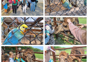 Żywa lekcja przyrody, czyli klasa 3a w Dobroniance_zwiedzanie mini zoo.