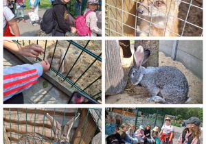 Żywa lekcja przyrody, czyli klasa 3a w Dobroniance_zwiedzanie mini zoo.