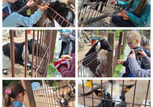 Żywa lekcja przyrody, czyli klasa 3a w Dobroniance_zwiedzanie mini zoo.