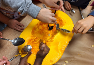 Budowa dyni_przyroda w działaniu praktycznym w klasie 1a_drążenie dyni.