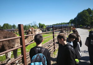 Wycieczka klas: 4a i 5b do Dobronianki_zwiedzanie zoo.