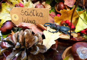 Ściółka leśna
